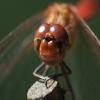 Common darter